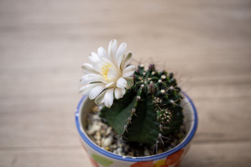 Beautiful Blooming Cactus Flower,vintage Tone Stock Photo Image of