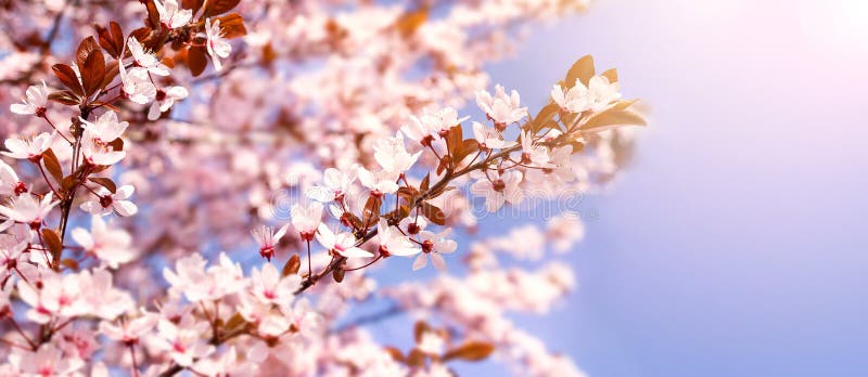 Beautiful blooming cherry tree with flowers in full bloom on sky background. White cherry blossom. royalty free stock photo