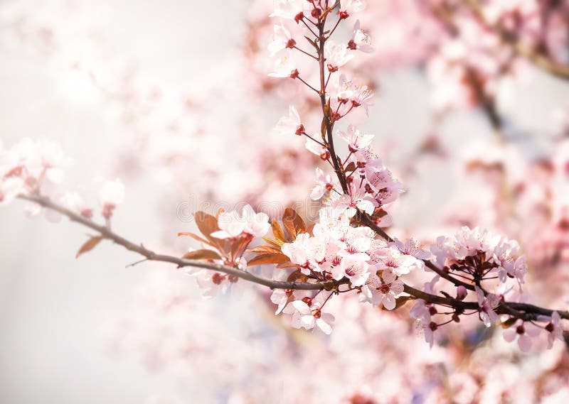 Beautiful blooming cherry tree with flowers in full bloom on sky background. White cherry blossom. stock image