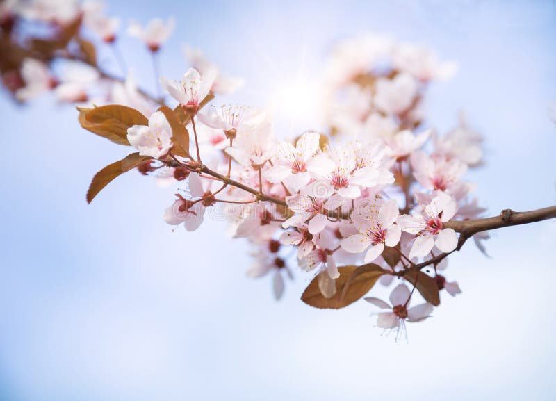 Beautiful blooming cherry tree with flowers in full bloom on sky background. White cherry blossom. stock images