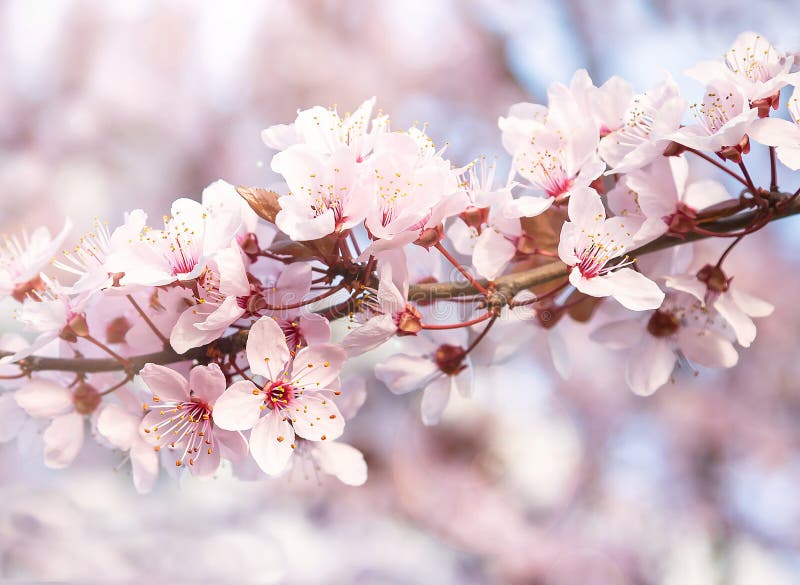 Beautiful blooming cherry tree with flowers in full bloom. White cherry blossom. royalty free stock image