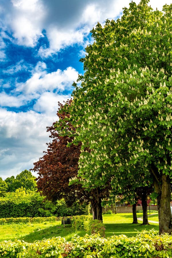 Beautiful blooming chestnut and real red norway maple or acer platanoides with its red leaves in the background