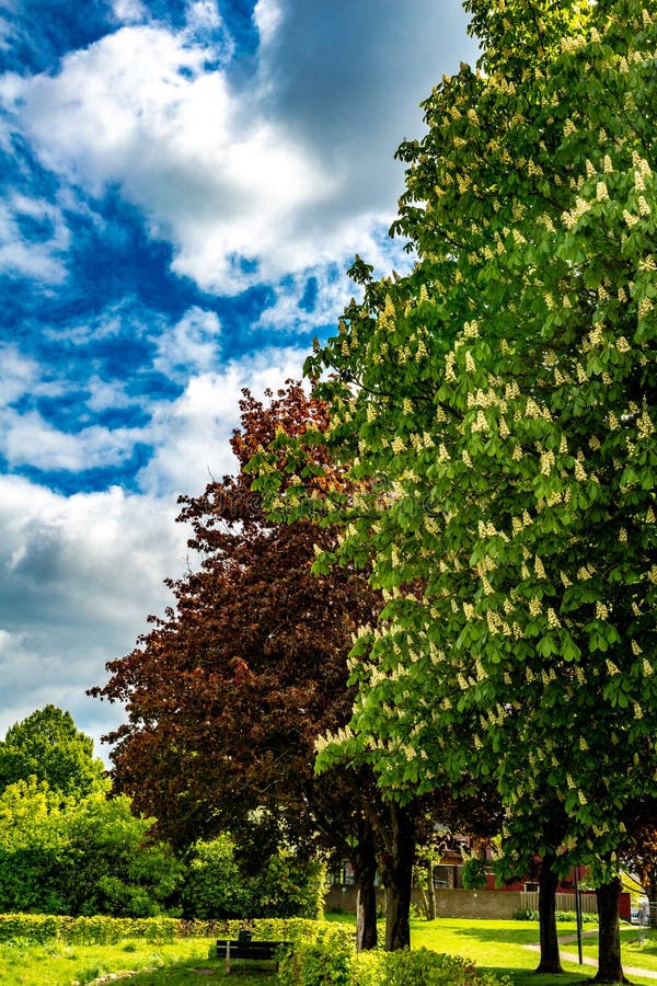 Beautiful blooming chestnut tree and real red norway maple or acer platanoides with their red leaves in a park with green grass