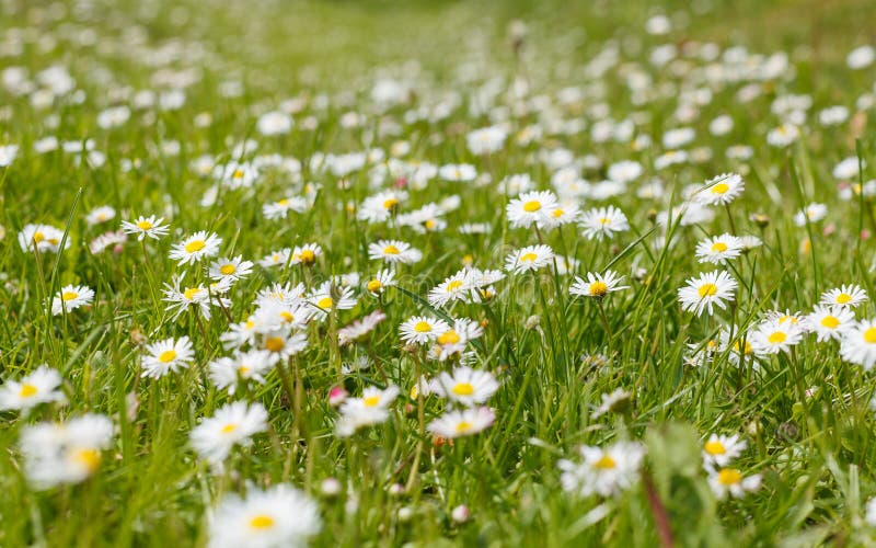 Camomile On Meadow With Abstract Blurred Background Closeup Sh Stock