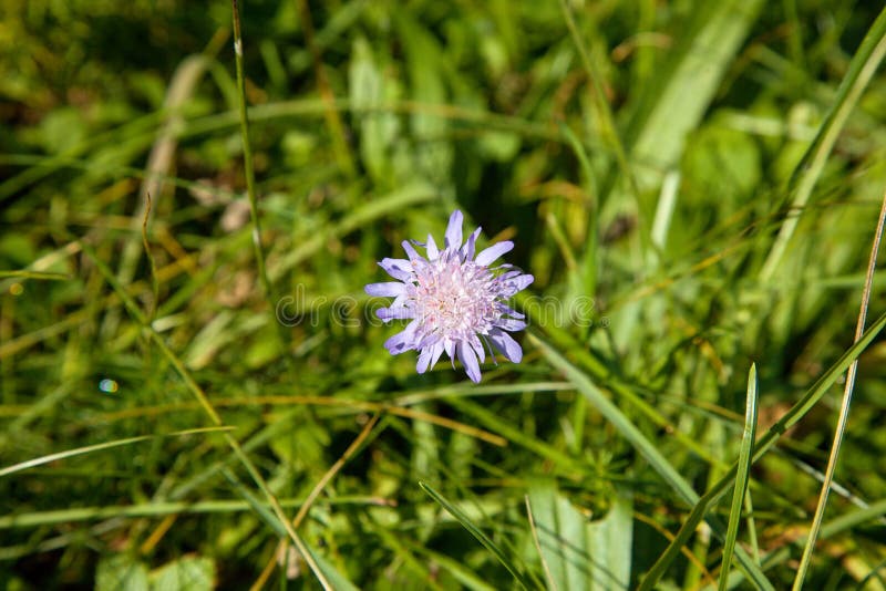 Modrofialový kvet na horskej lúke, Slovensko