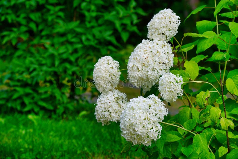 Beautiful blooming hydrangea stock photography