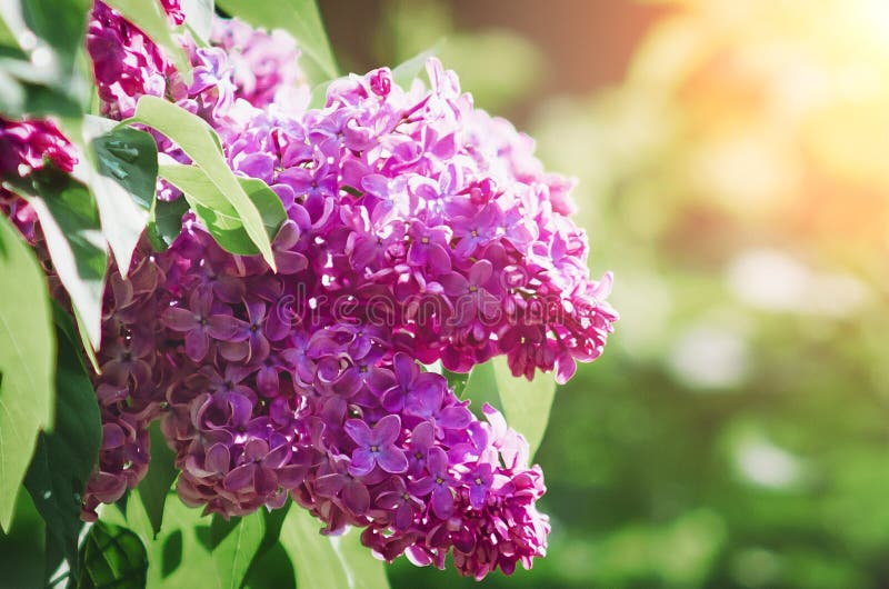 Beautiful Blooming Lilac Bush in Bright Sunlight Stock Photo Image of