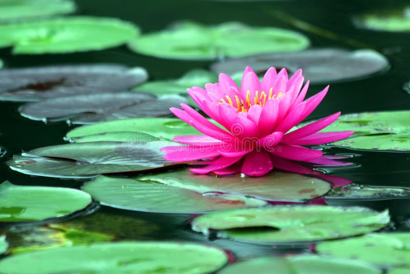 Beautiful Blooming lotus flower