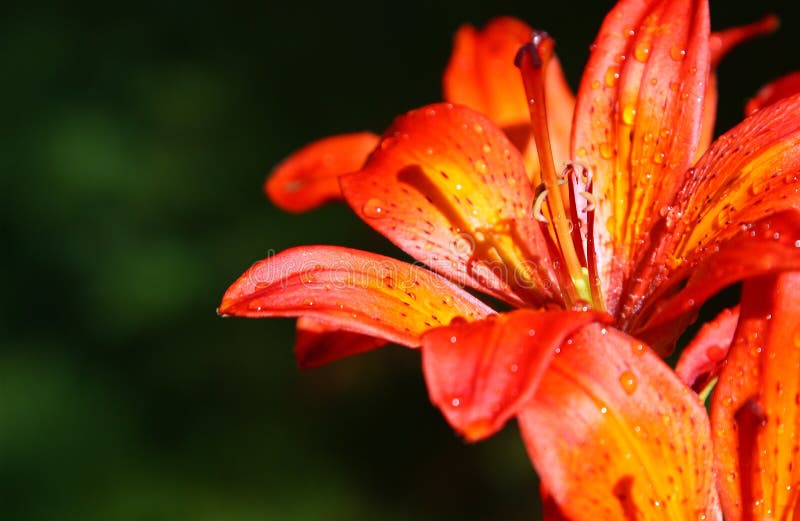 Beautiful blooming orange flower #2 stock photo Beautiful blooming orange flower #2 stock photo