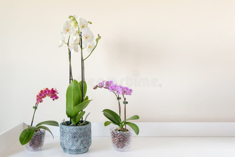 Beautiful Blooming Phalaenopsis Orchids in a Clear Pots on the Table Stock Photo Image of