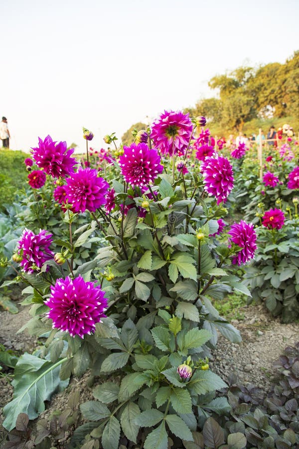 Blooming Pink Dahlia Flower in the Garden Tree Stock Photo - Image of ...