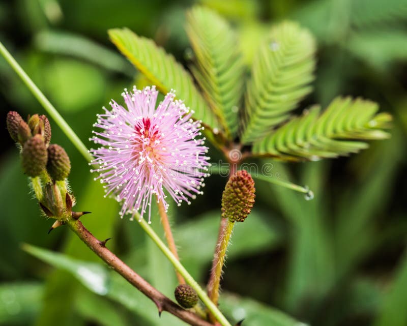 Beautiful blooming pink flower of sensitive plant or Mimosa pudica L., Thailand stock photography Beautiful blooming pink flower of sensitive plant or Mimosa pudica L., Thailand stock photography