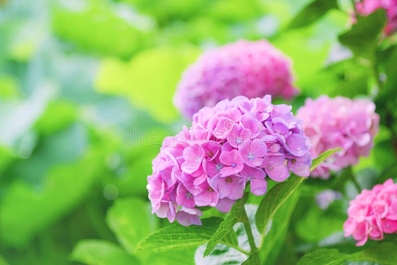 Beautiful blooming pink Hydrangea or Hortensia flowers Hydrangea macrophylla on blur greenery background.