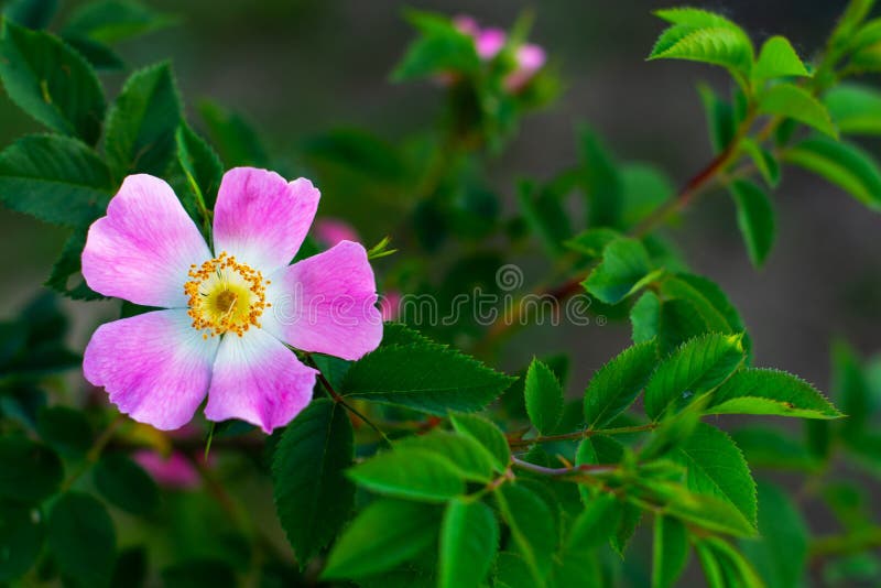 Beautiful blooming pink wild rose bush dog rose, Rosa canina stock image Beautiful blooming pink wild rose bush dog rose, Rosa canina stock image