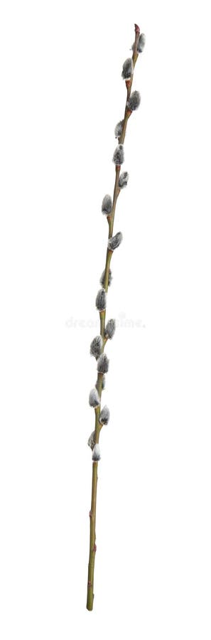 Beautiful blooming pussy willow branch isolated on white