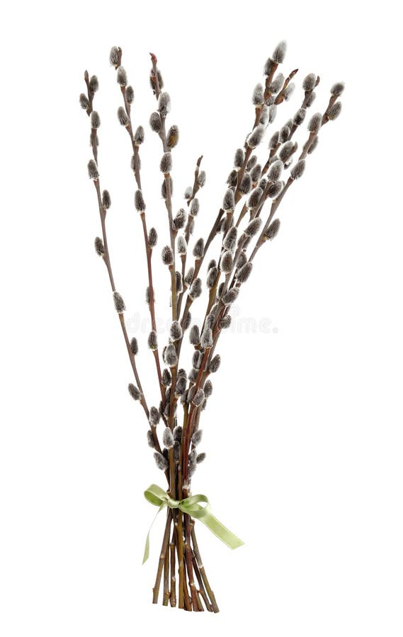 Beautiful blooming pussy willow branches on white
