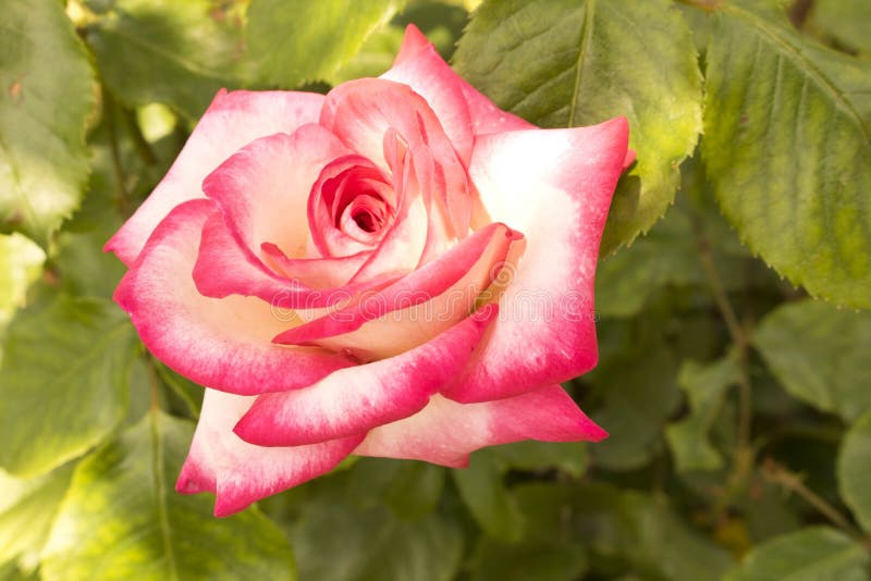 Beautiful Blooming Rose. Pink Rose in the Garden Stock Image Image of