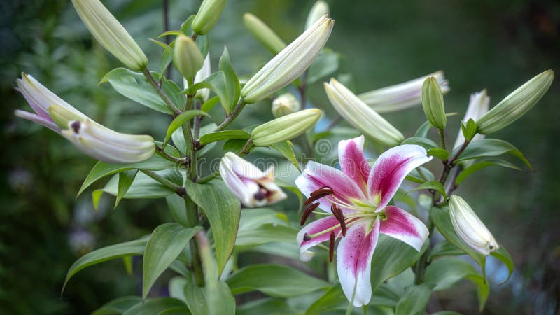 beautiful blooming two-tone dark pink lilies and green leaves in the garden in April. Stargazer Lily