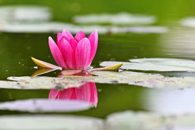 Beautiful blooming water lily plant. Colorful nature background for massage, spa and relaxation