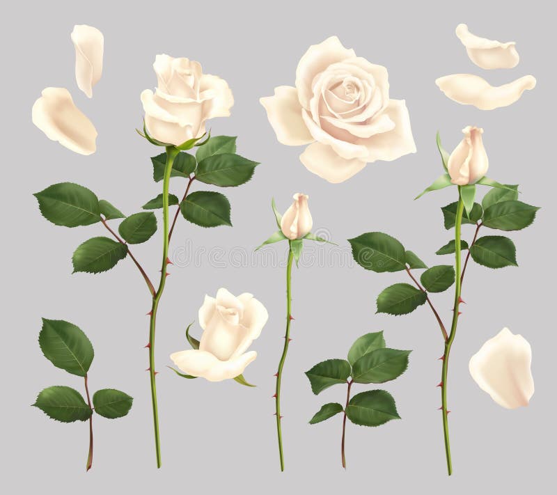 White Rose in Black and White Stock Illustration - Illustration of ...