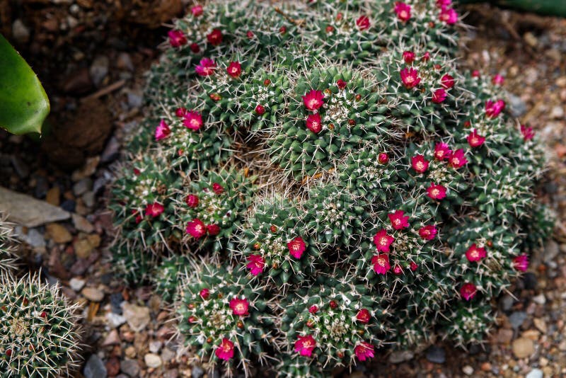 Beautiful blooming wild desert cactus flower stock photos Beautiful blooming wild desert cactus flower stock photos