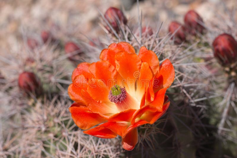 Beautiful Blooming Wild Desert Cactus Flowers. Stock Photo Image of
