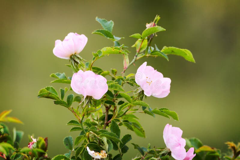 Wild rose