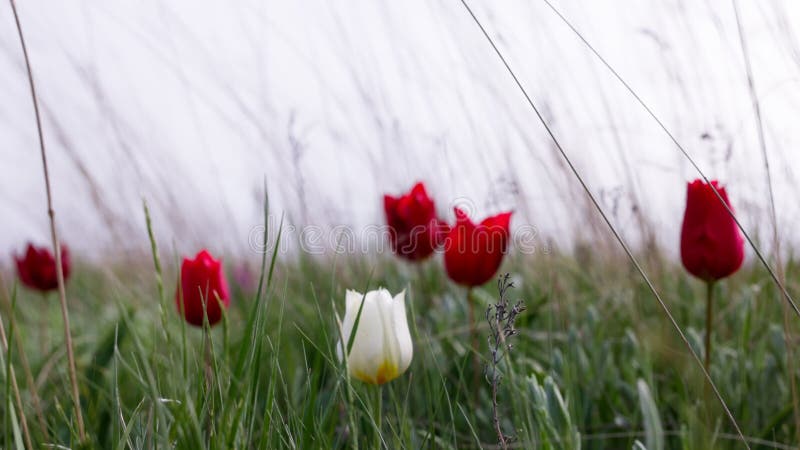 Beautiful Blooming Wild Steppe. Spring Flowers. White Tulip in the Steppe Stock Video - Video of life, flower: 246887747