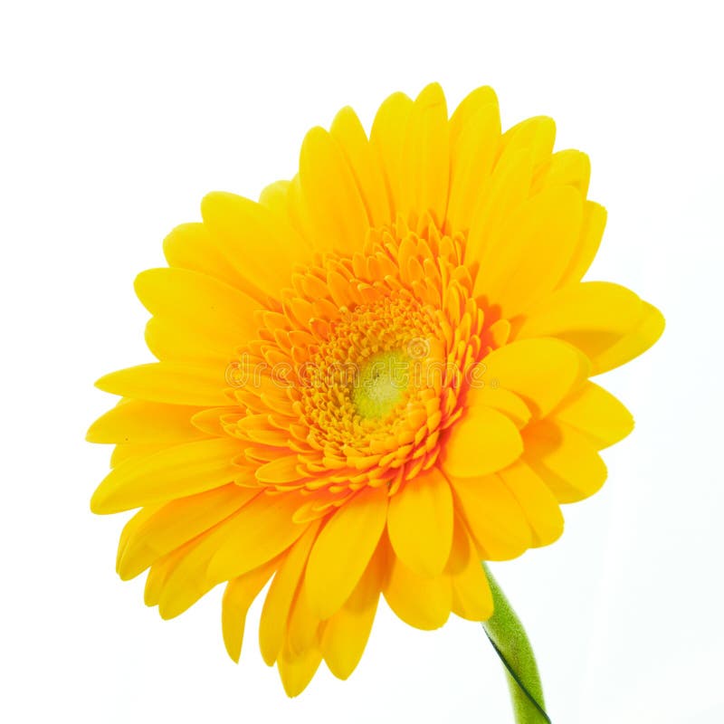 Yellow Gerbera Daisy Flower on White Background Stock Image Image of