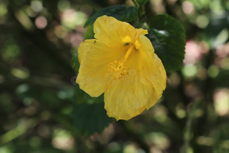 Beautiful blooming Yellow hibiscus rosa Sinensis flower with petal and pistil