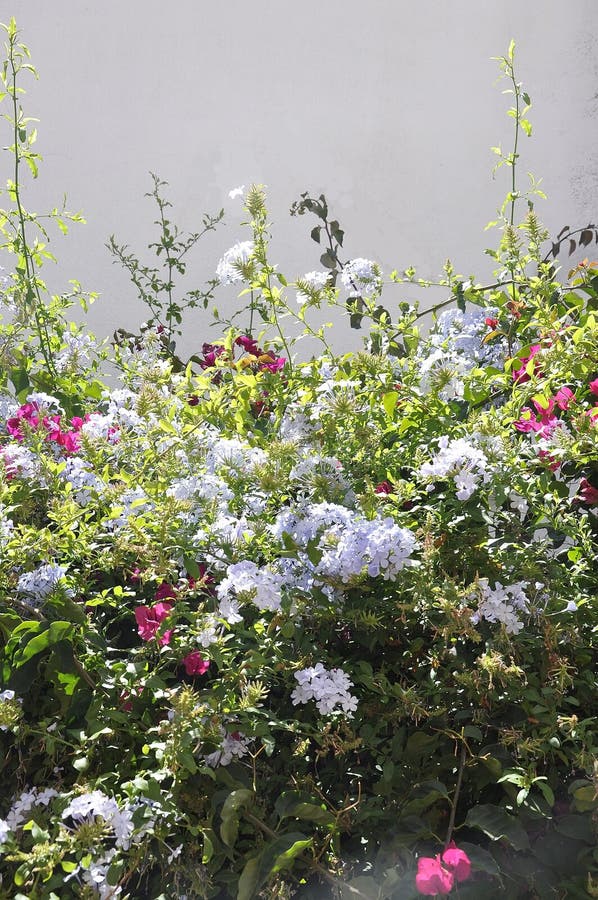 Assorted Flowers In The Garden Of Monastery Of Sao Vicente De Fora