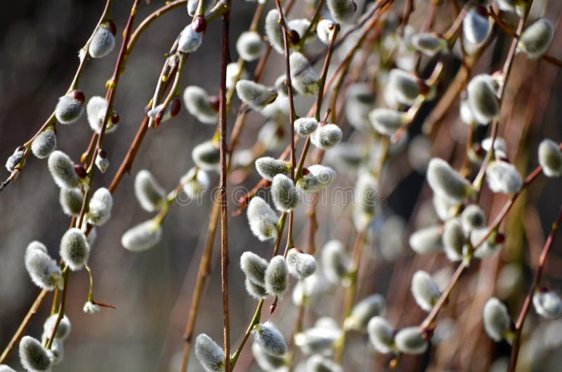 Beautiful blossoming buds of pussy-willows in the beginning of spring, the first signs of the onset of spring