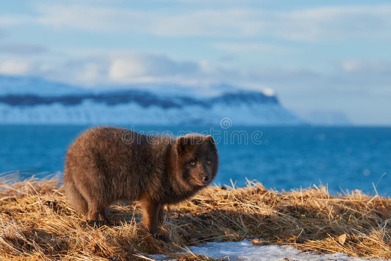 Beautiful blue arctic fox Alopex lagopus in the snow