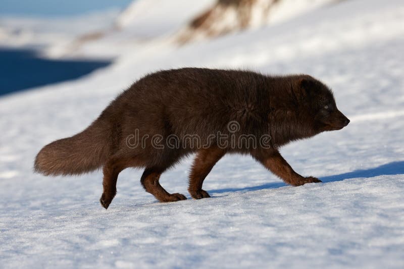 Beautiful blue arctic fox Alopex lagopus in the snow