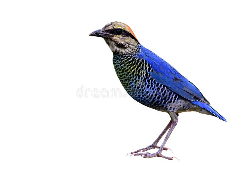 Beautiful blue bird with stripe belly and red head fully traight standing isolated on white background, male of Blue Pitta