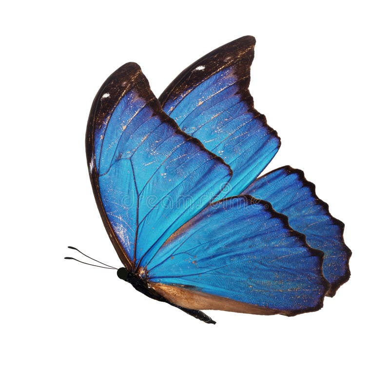 Beautiful blue butterfly stock photo. Image of wing 269803950