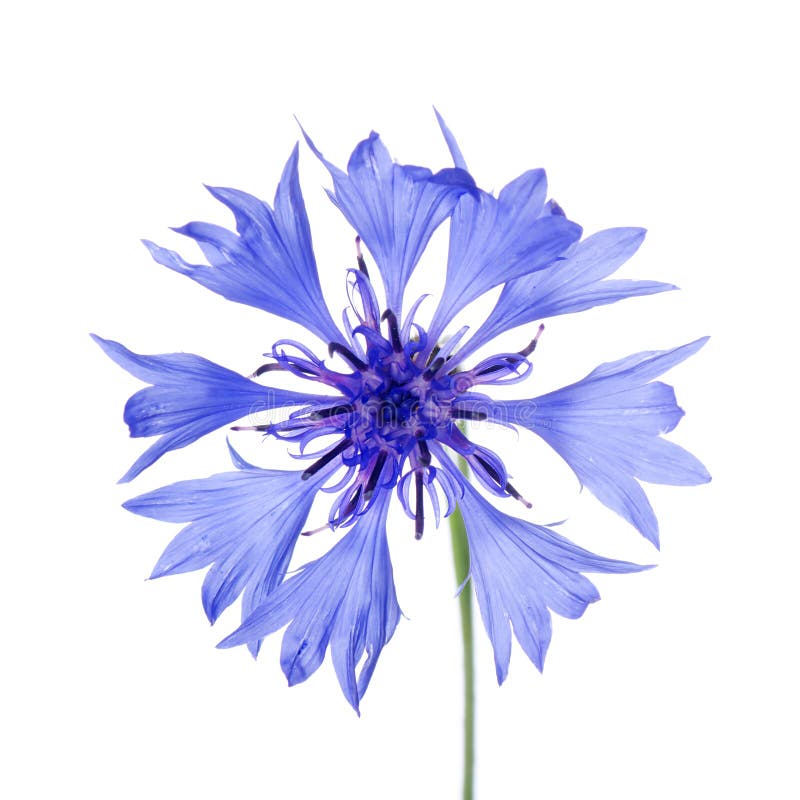 Beautiful blue cornflower stock photo. Image of isolated 20561318