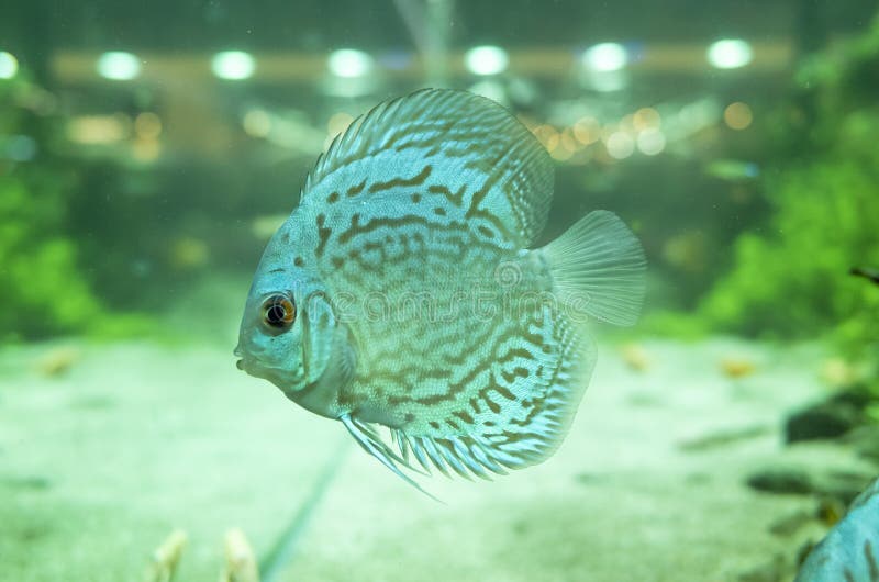 Beautiful Blue Discus Fish Swimming in an Aquarium Stock Image Image