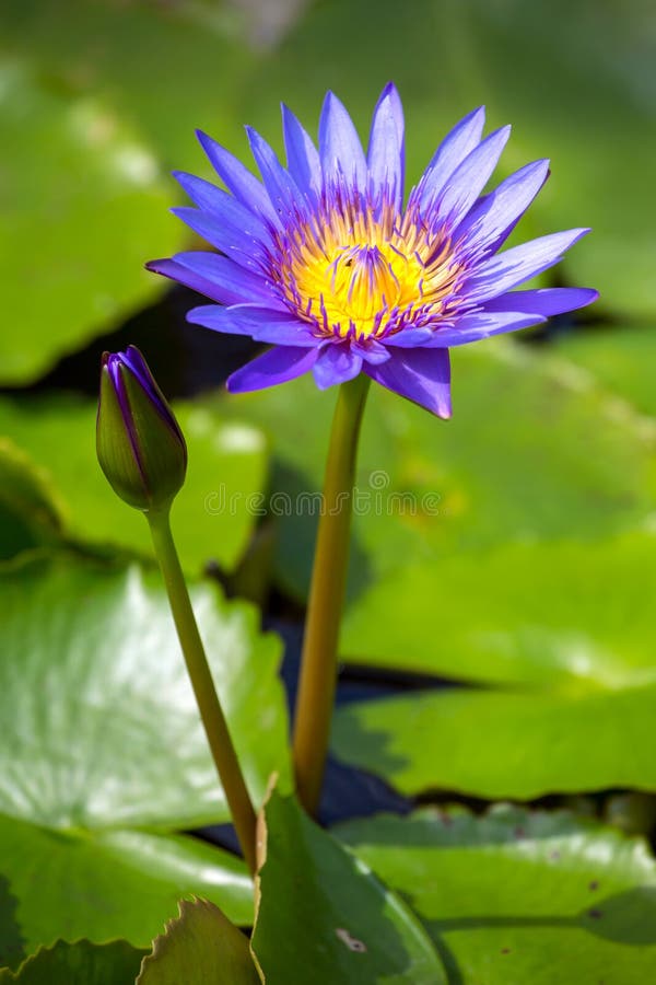 Beautiful Blue Egyptian Water Lily Stock Image Image of beautiful