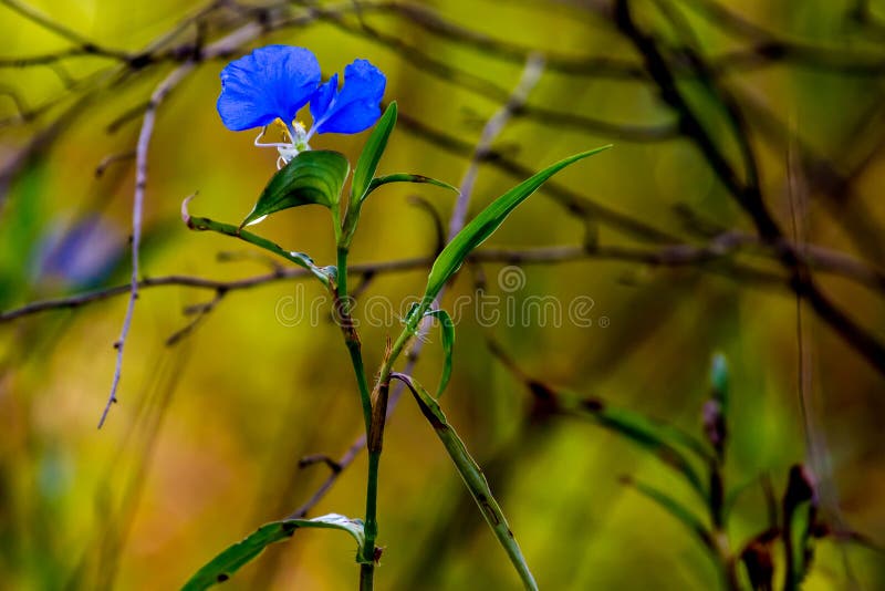 A Beautiful Blue Erect Dayflower (Commelina erecta) Wildflower Growing Wild in the Wild Texas Prairie