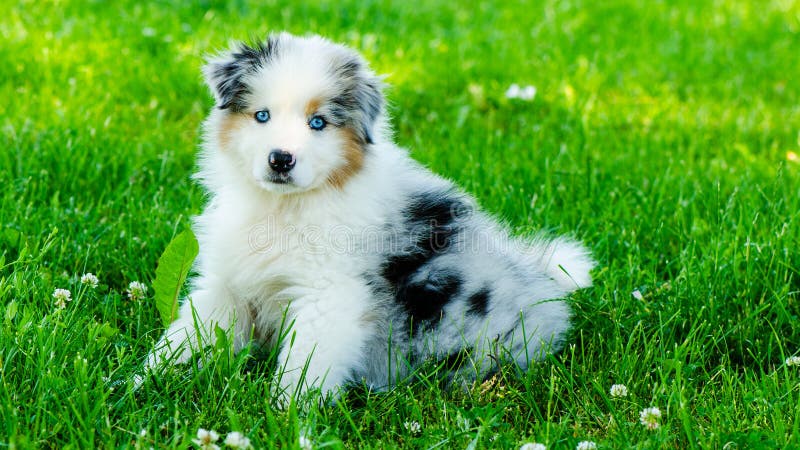 blue eyed tri australian shepherd