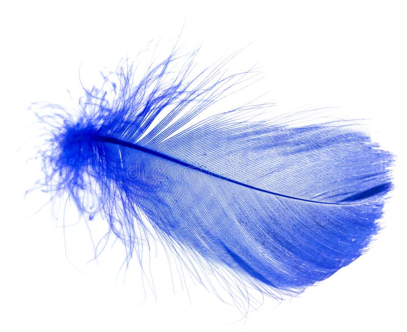 Beautiful Blue Feather on White Background Stock Image - Image of ...
