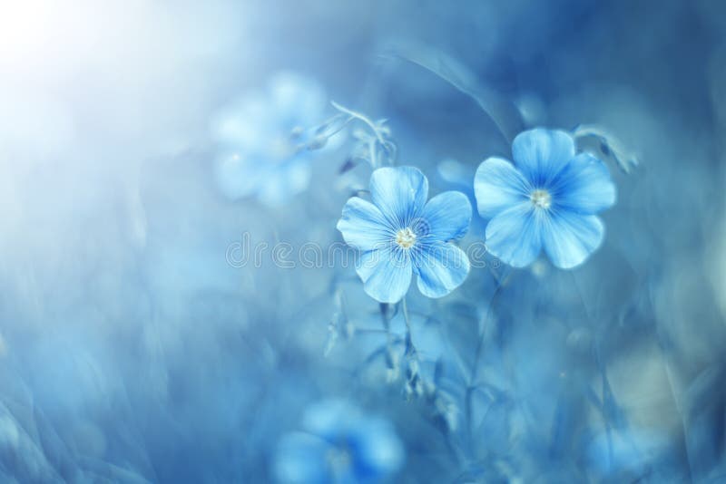 Beautiful blue flax flowers in a meadow in the sunlight on a gentle background. Pastel colors. Selective, soft focus. Art image.