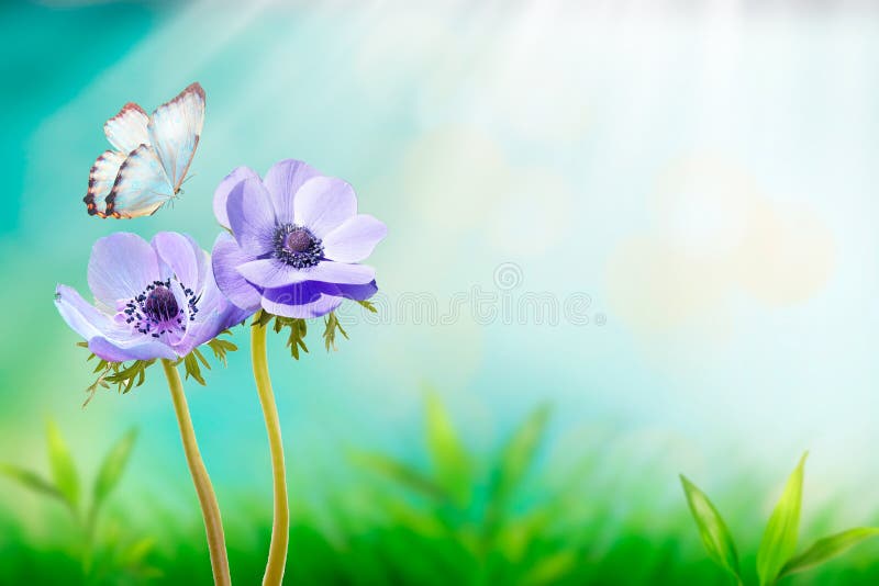 Beautiful blue flower anemones fresh spring morning on nature and fluttering butterfly on soft sunlight background, macro. Spring