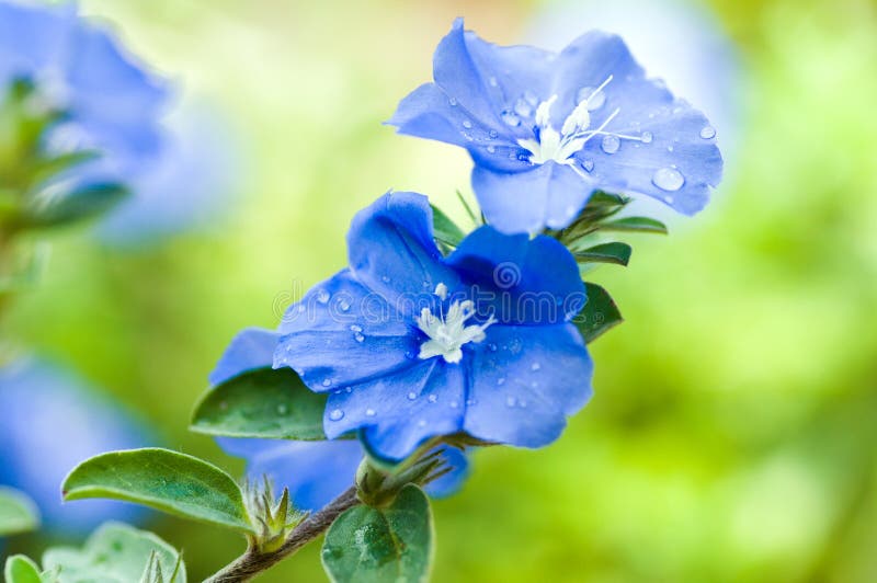 Beautiful blue daze wet with dew drops. Beautiful blue daze wet with dew drops