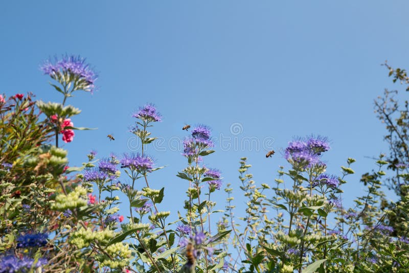 Beautiful Blue Flowers Attracting Bees on a Summer Day with Copy Space