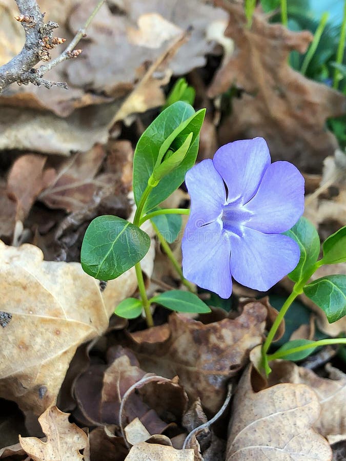 Spring flowers stock images Spring flowers stock images