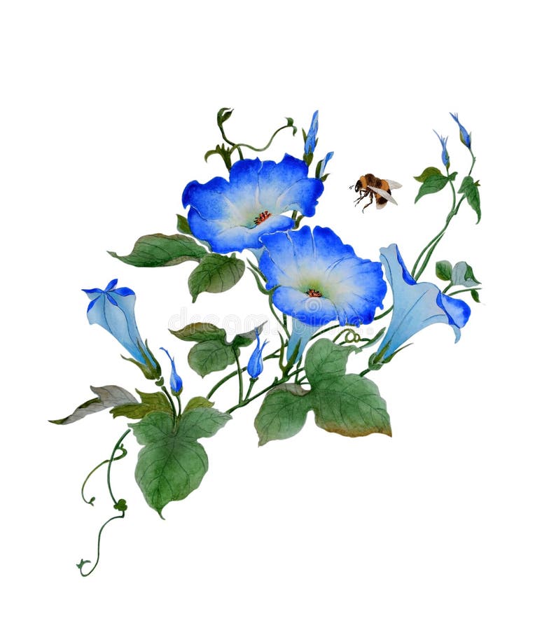Morning glory clipart /Morning glories hand painted clipart PNG. High Quality 300ppi Big size