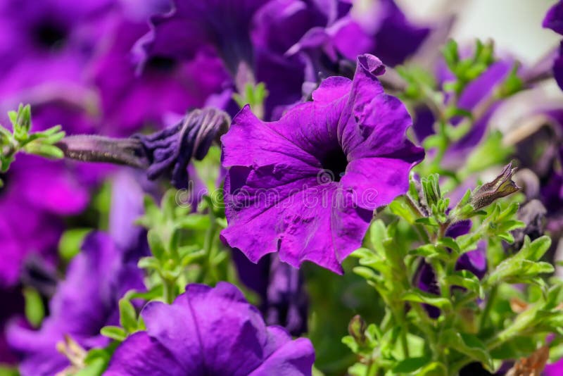 Beautiful blue flowers on nature as background royalty free stock images Beautiful blue flowers on nature as background royalty free stock images