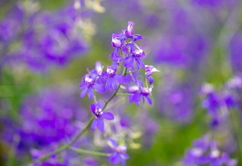 Beautiful Blue Flowers in the Summer Park Stock Photo Image of spring